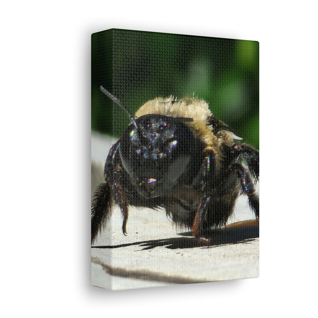 Canvas Gallery Wraps - Bee