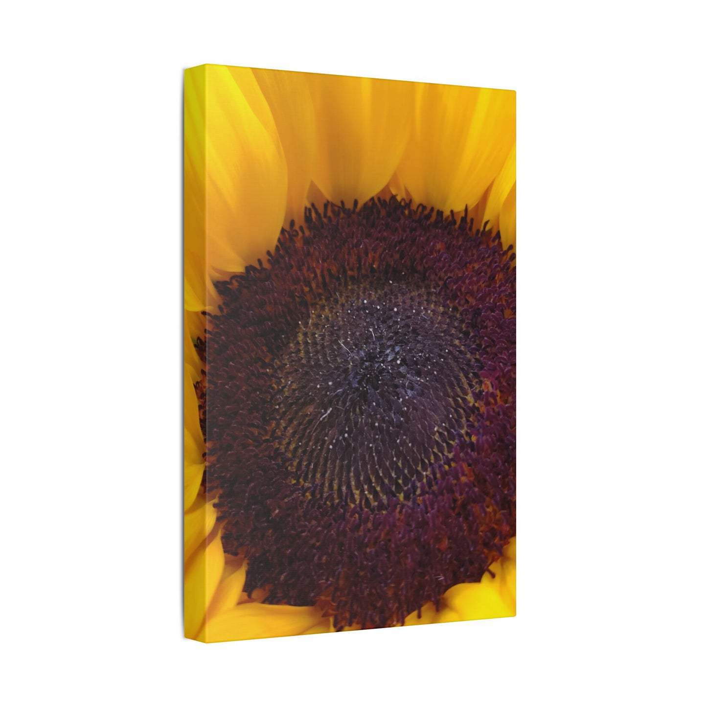 Classic Stretched Canvas - Sunflower