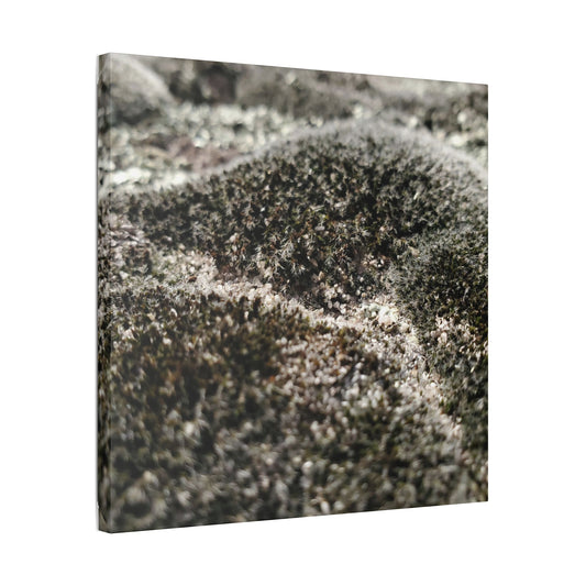 Classic Stretched Canvas - Moss