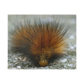 Classic Stretched Canvas - Platypillar