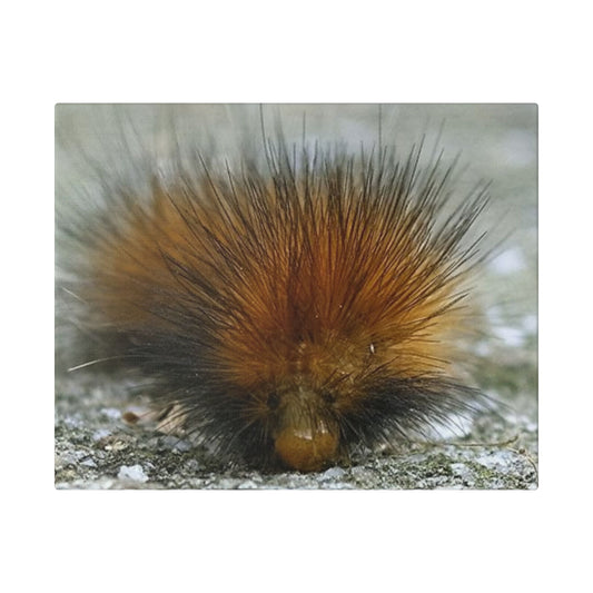 Classic Stretched Canvas - Platypillar
