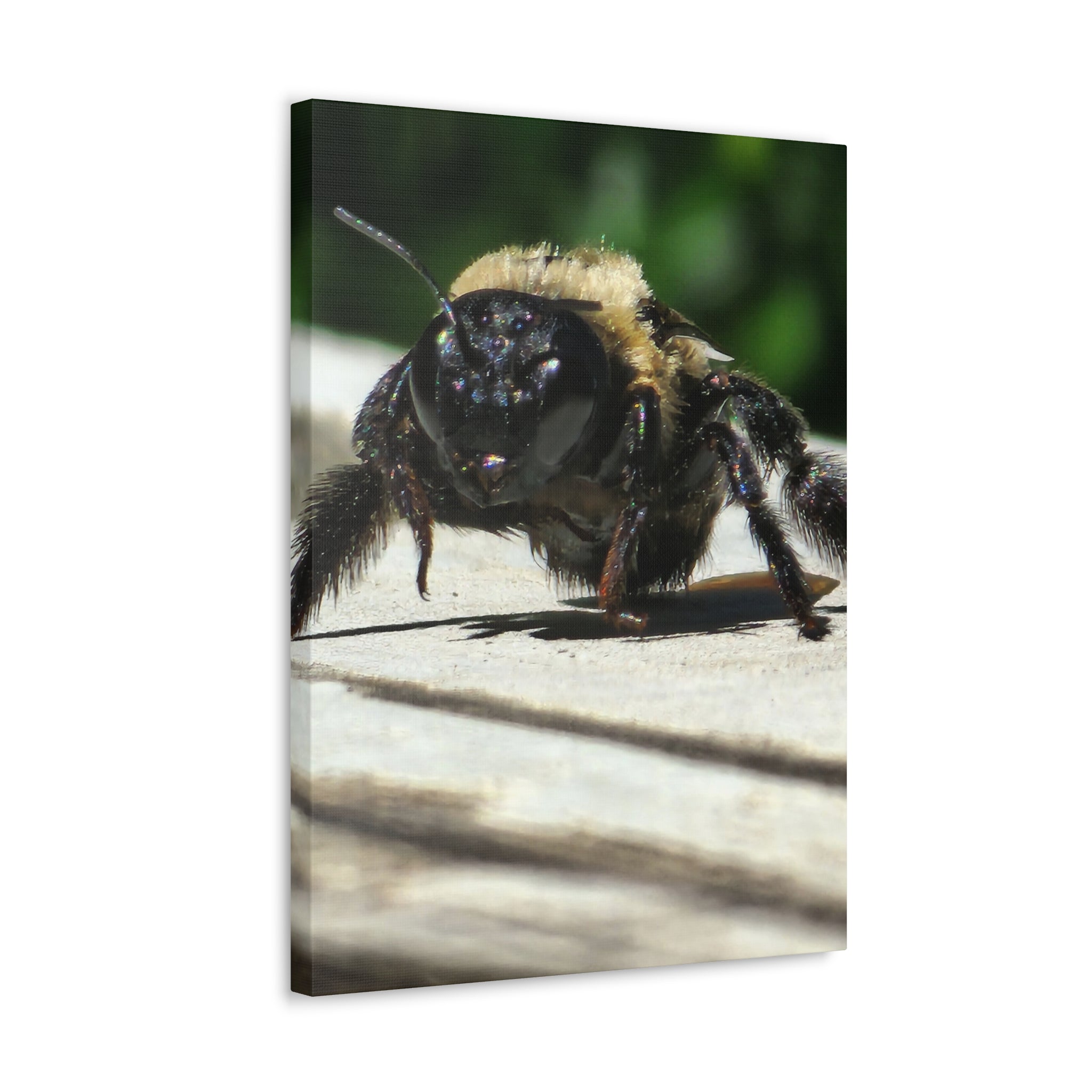 Canvas Gallery Wraps - Bee
