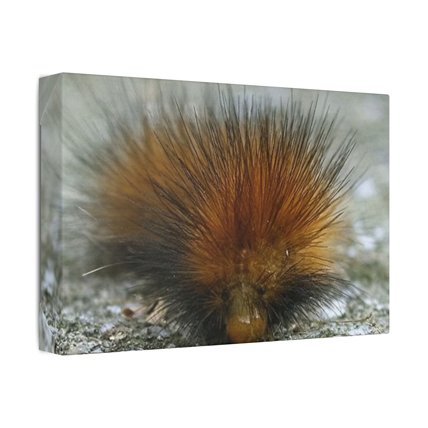 Classic Stretched Canvas - Platypillar
