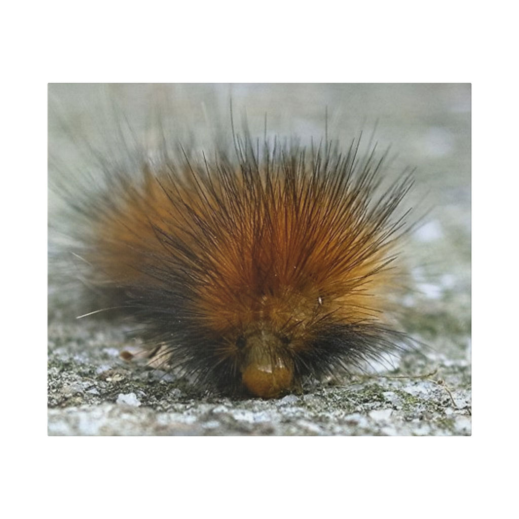 Classic Stretched Canvas - Platypillar