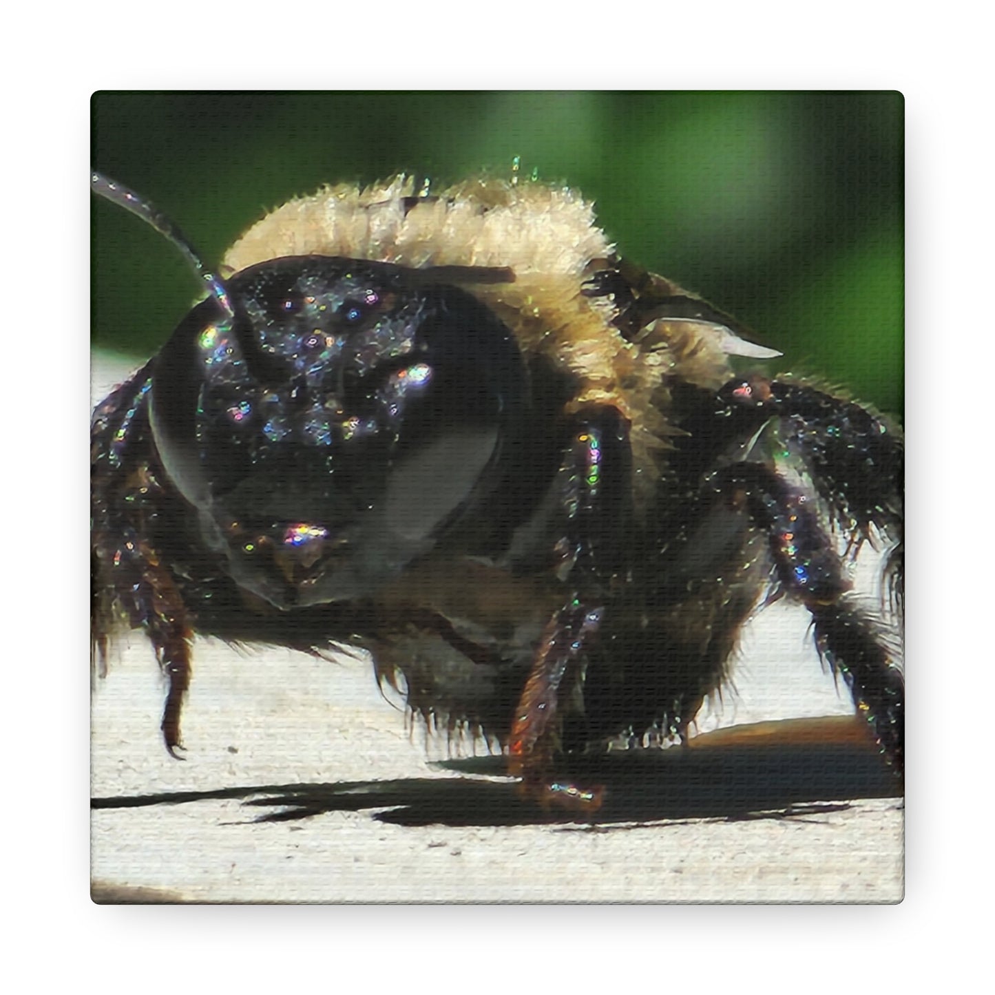 Canvas Gallery Wraps - Bee