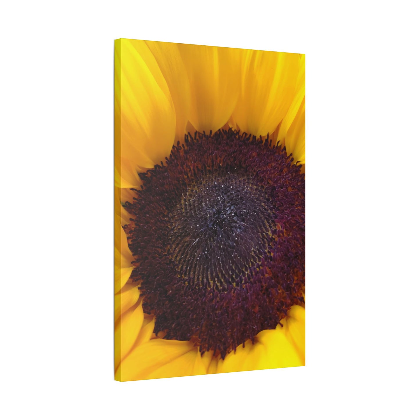 Classic Stretched Canvas - Sunflower