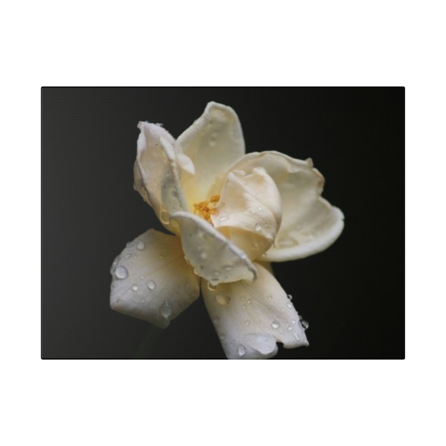 Classic Stretched Canvas - Gardenia