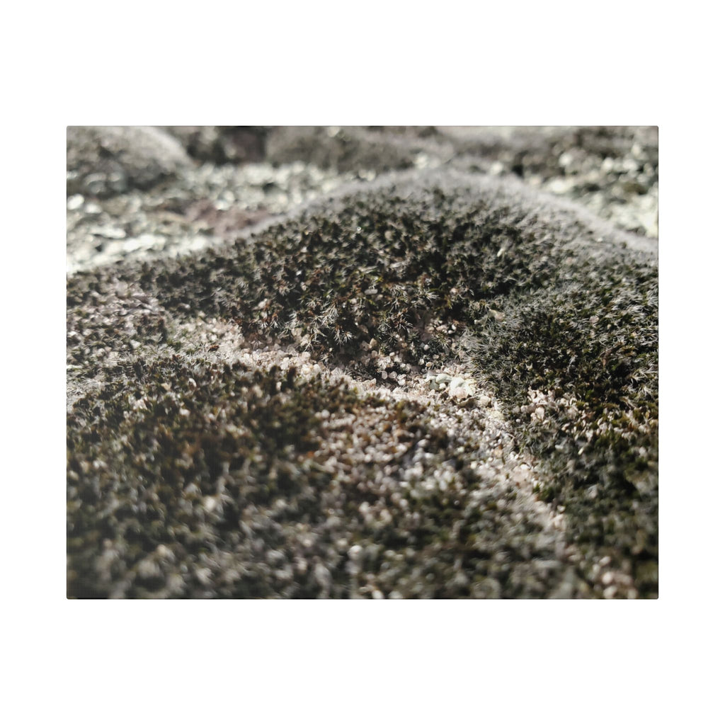 Classic Stretched Canvas - Moss