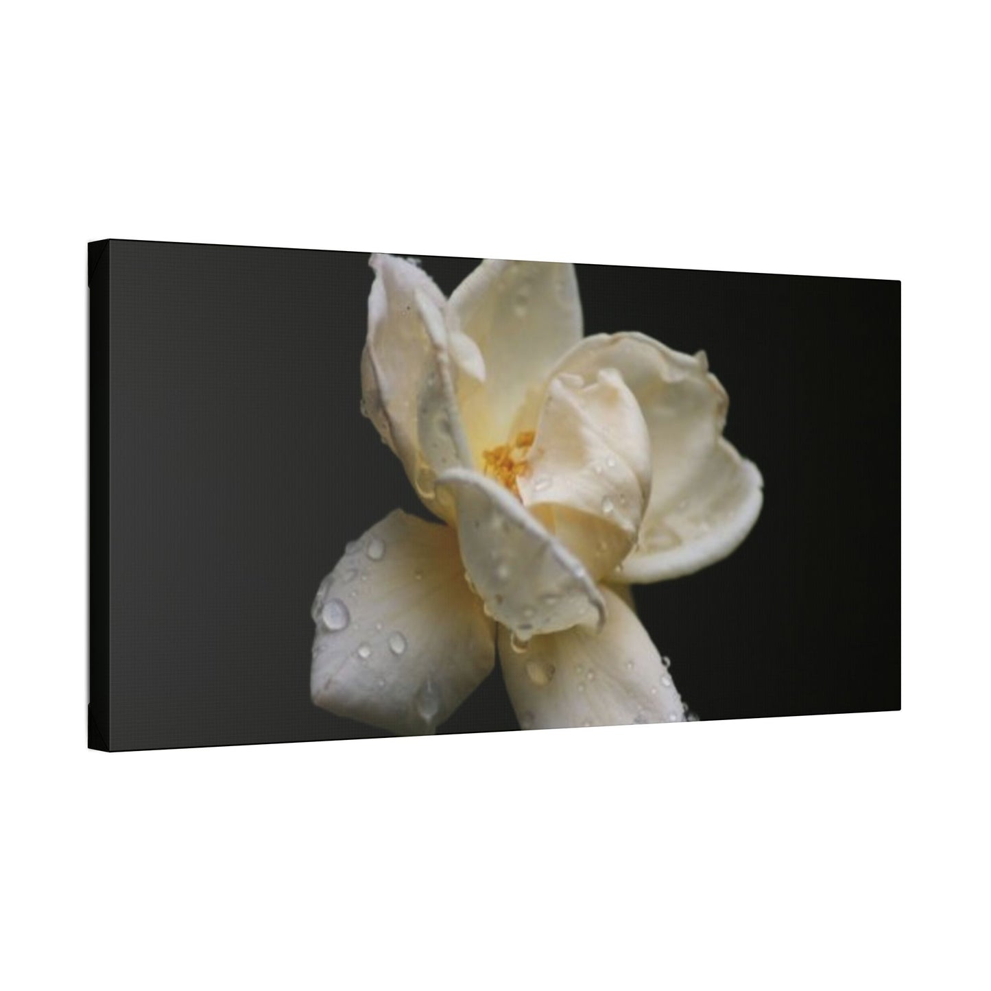 Classic Stretched Canvas - Gardenia