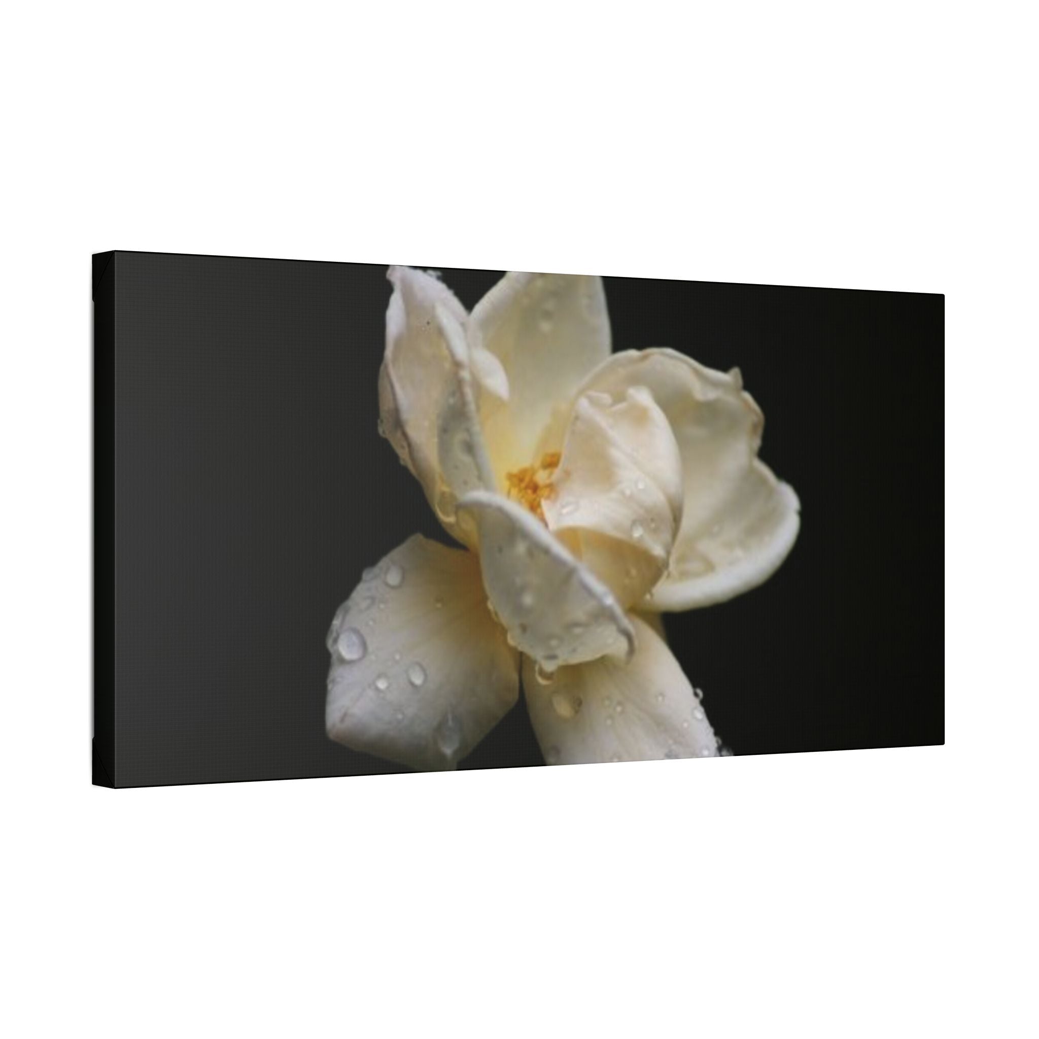Classic Stretched Canvas - Gardenia