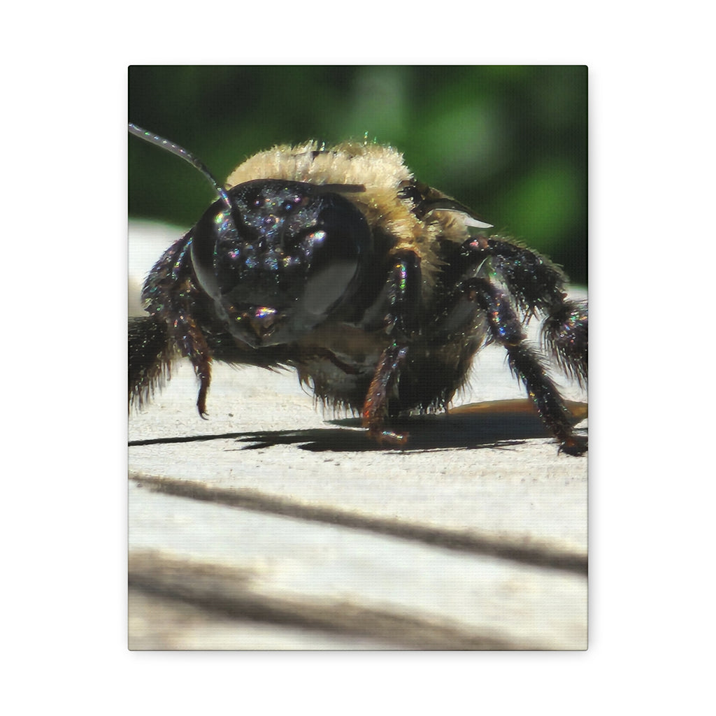 Canvas Gallery Wraps - Bee