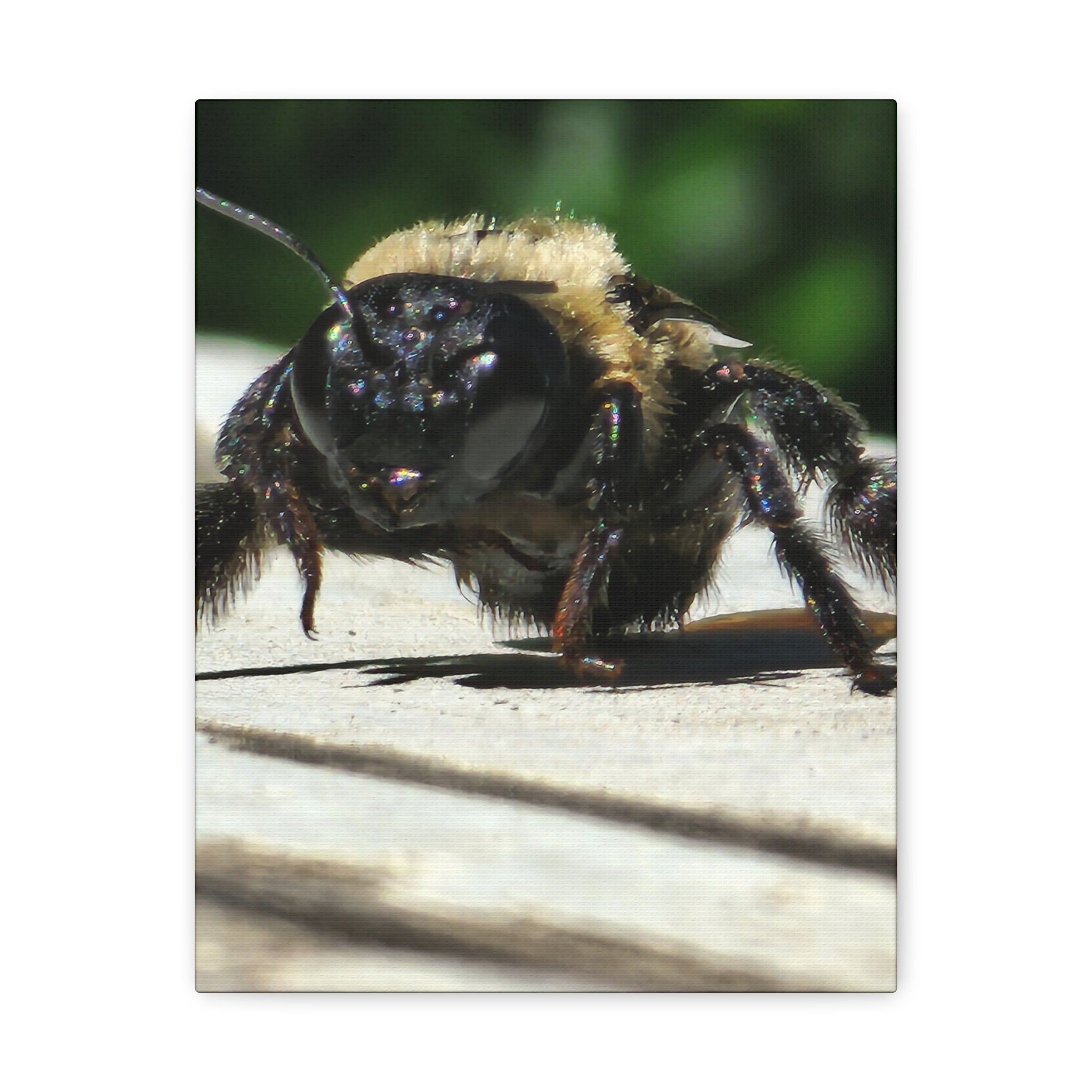 Canvas Gallery Wraps - Bee