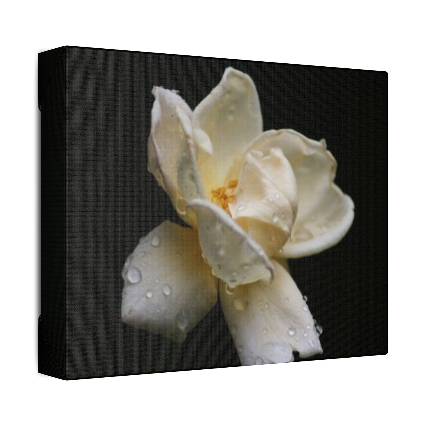 Classic Stretched Canvas - Gardenia