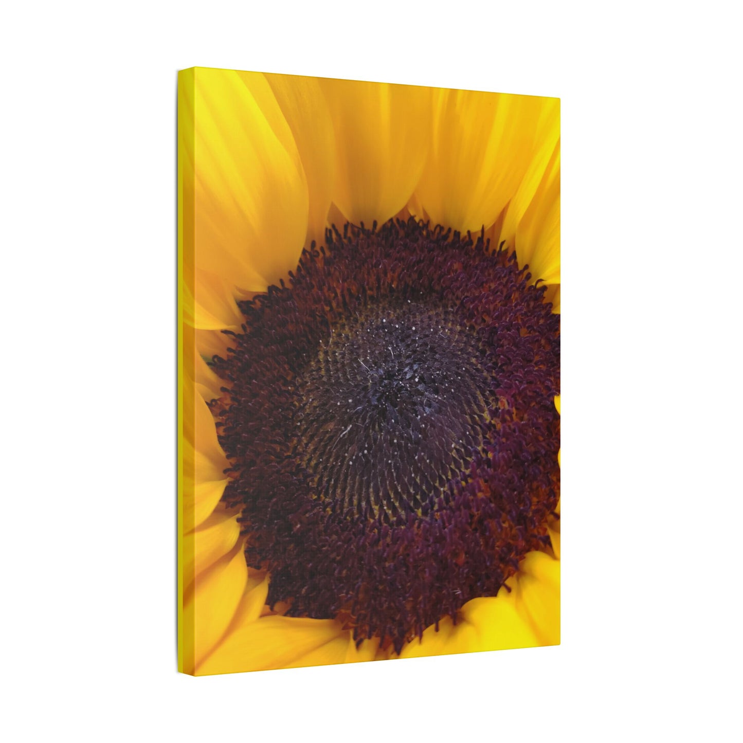 Classic Stretched Canvas - Sunflower