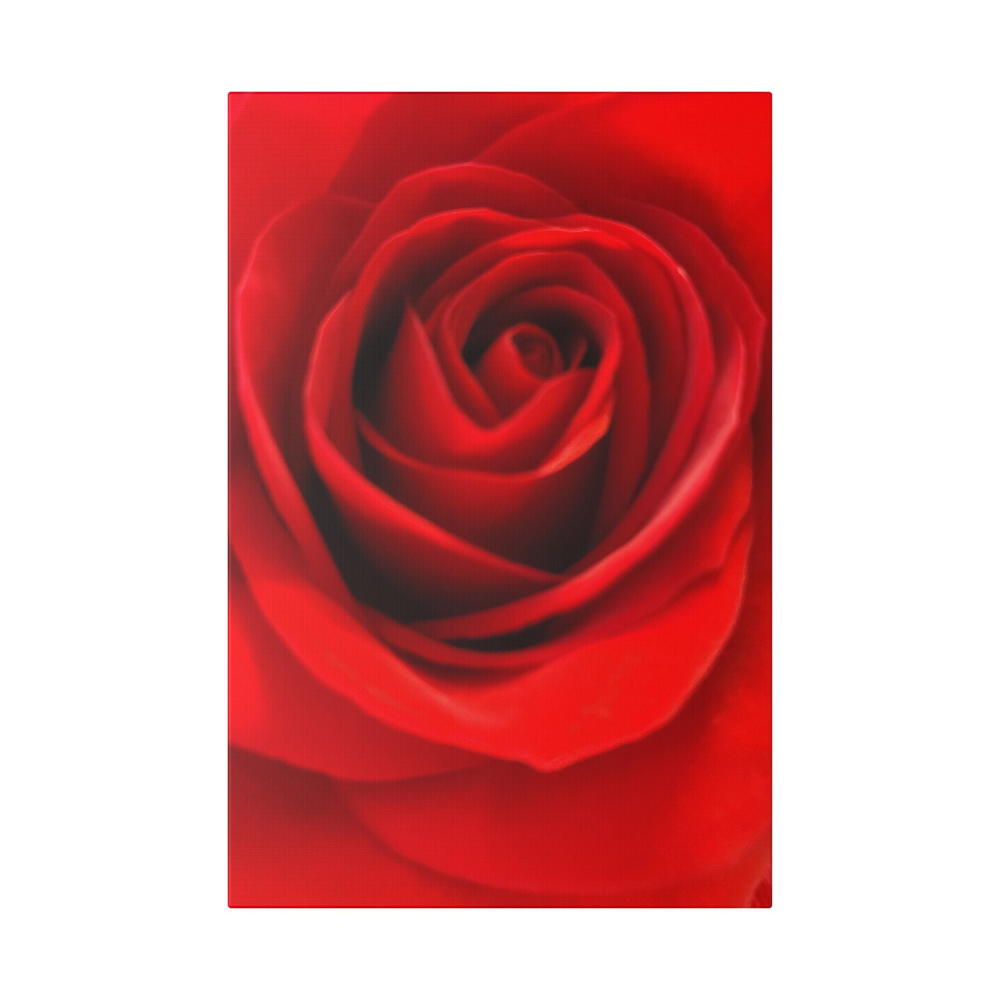 Classic Stretched Canvas - Rose