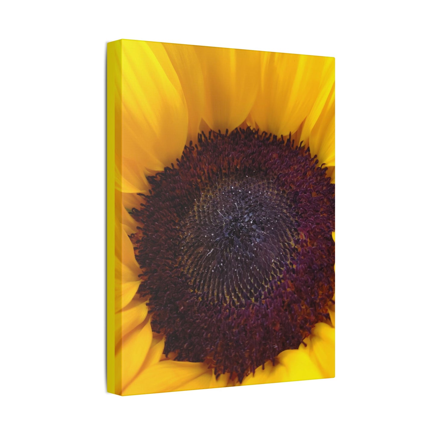 Classic Stretched Canvas - Sunflower