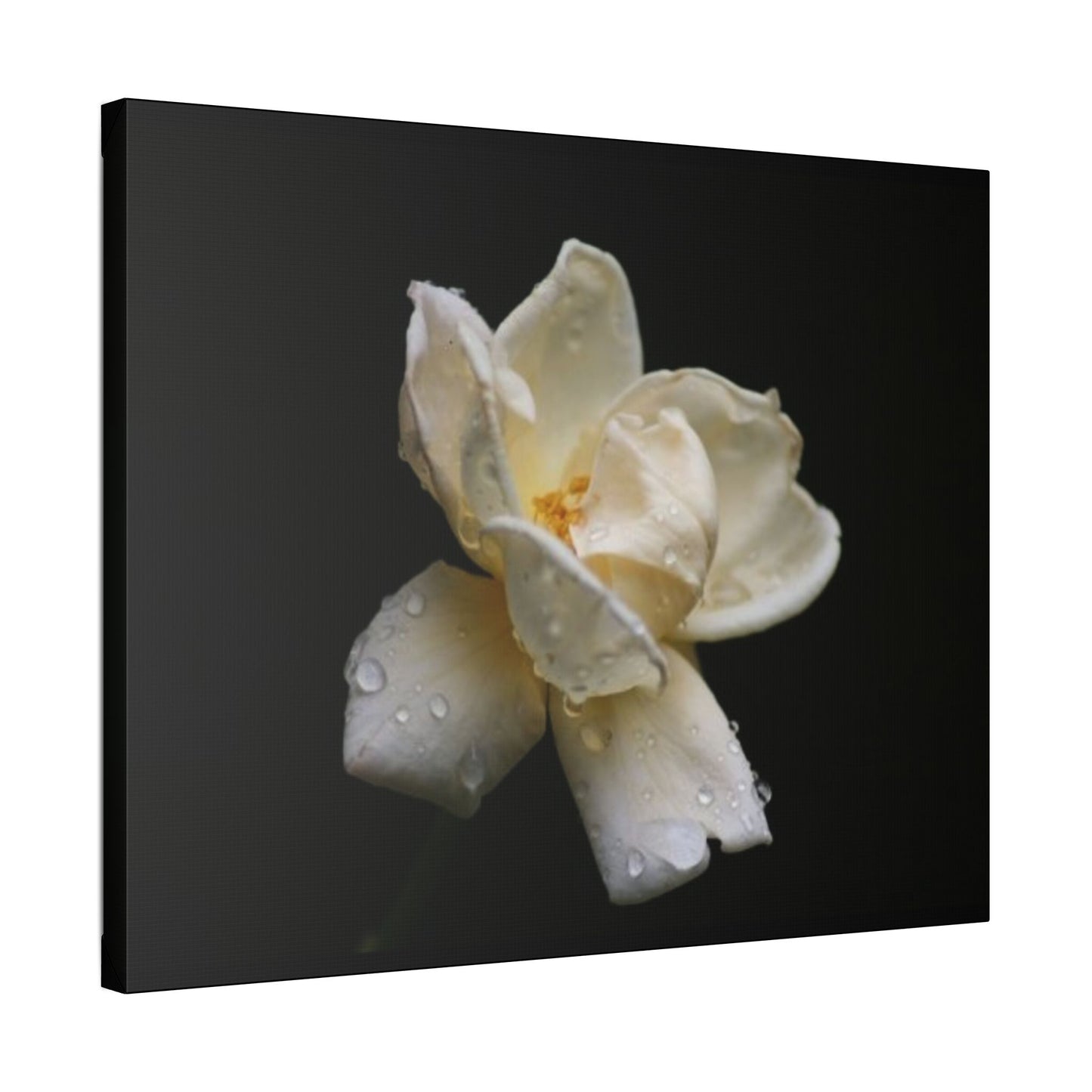 Classic Stretched Canvas - Gardenia