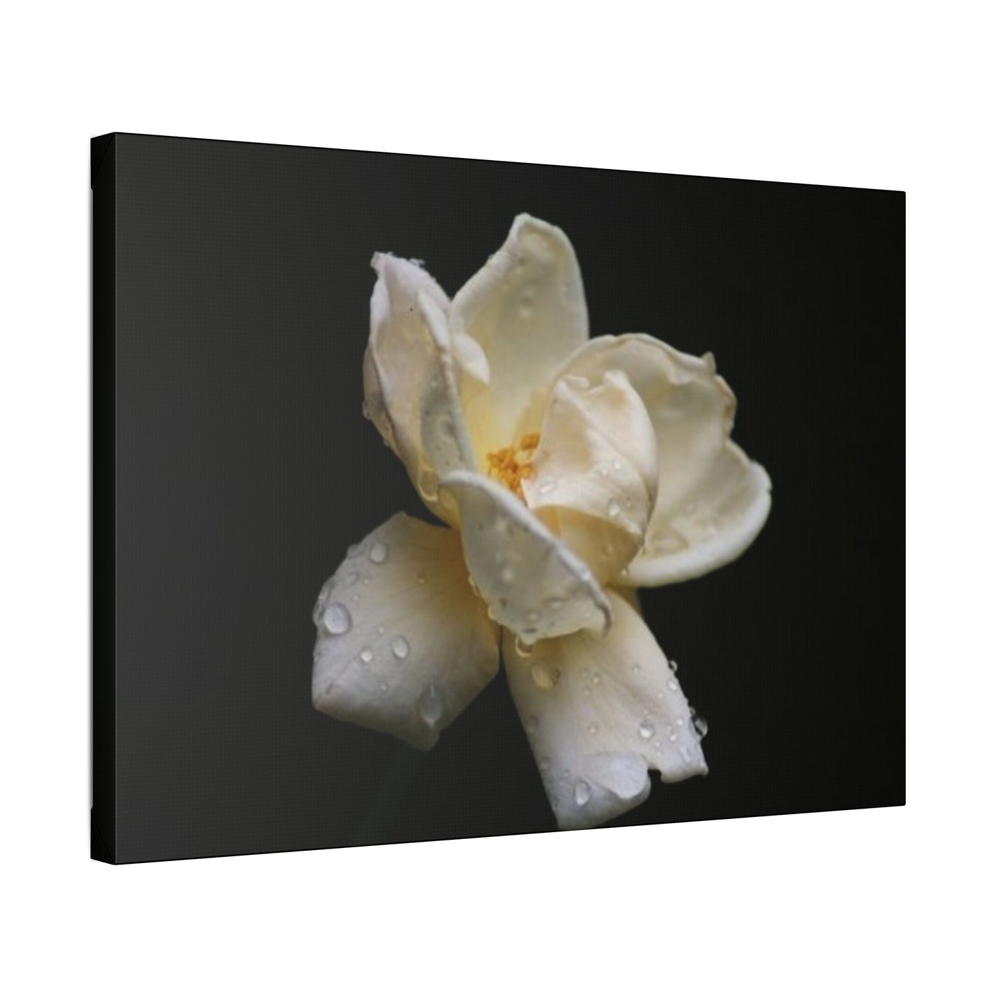 Classic Stretched Canvas - Gardenia