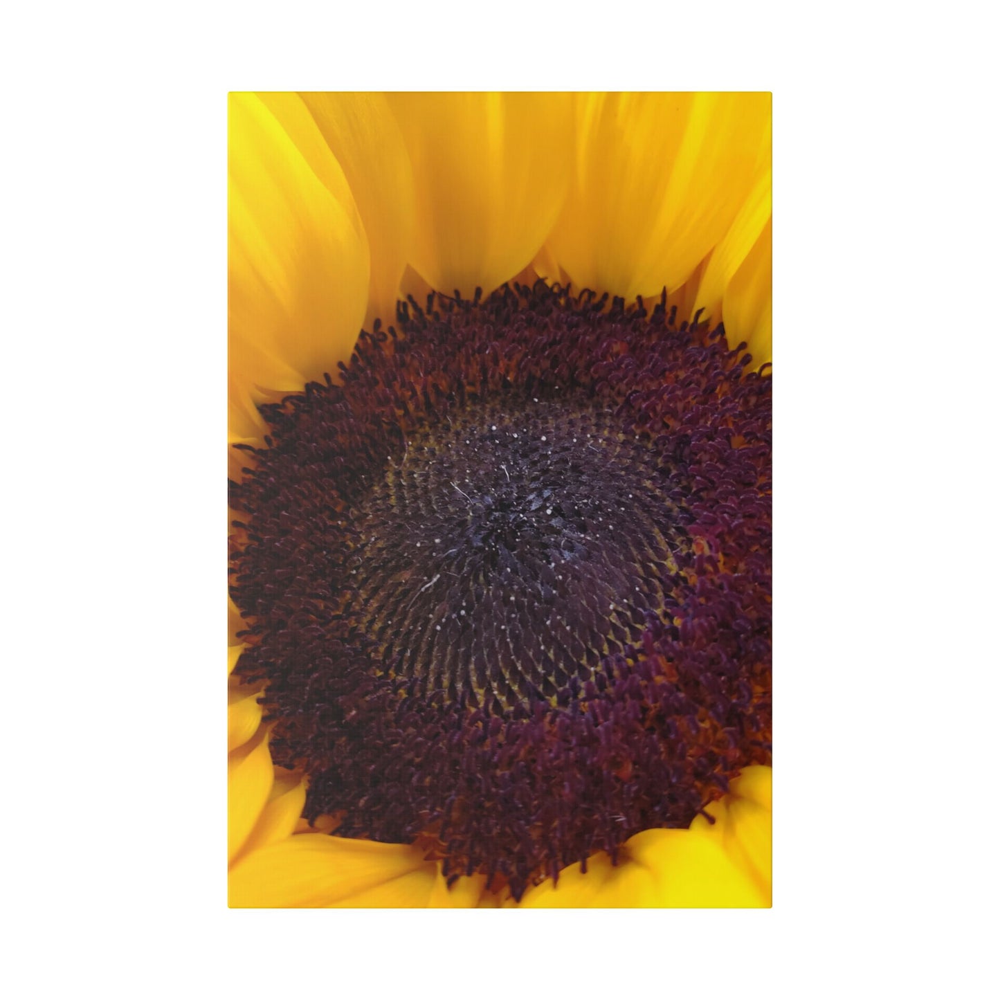 Classic Stretched Canvas - Sunflower