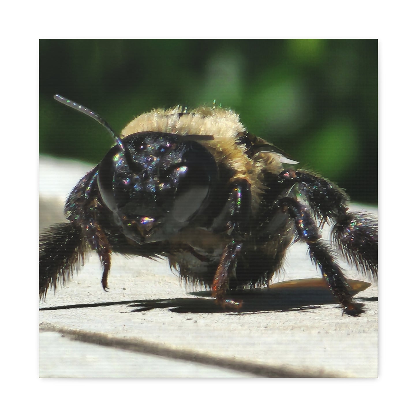 Canvas Gallery Wraps - Bee