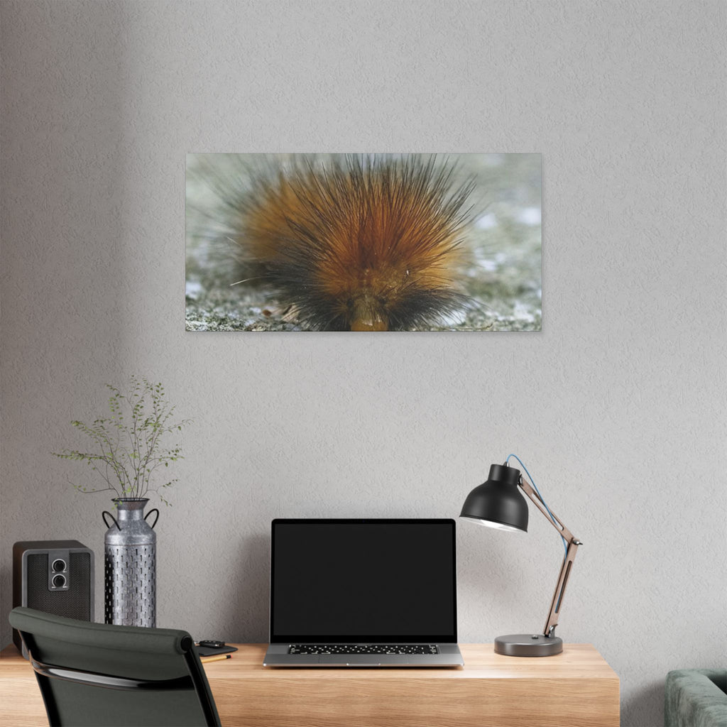 Classic Stretched Canvas - Platypillar