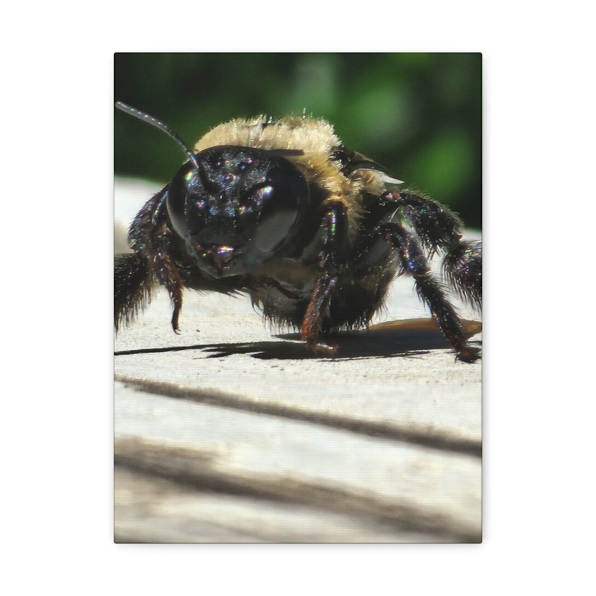 Canvas Gallery Wraps - Bee