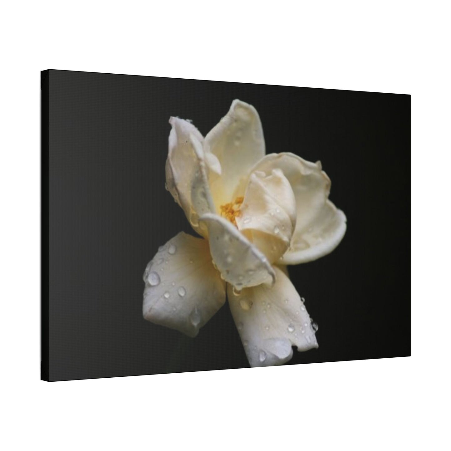 Classic Stretched Canvas - Gardenia