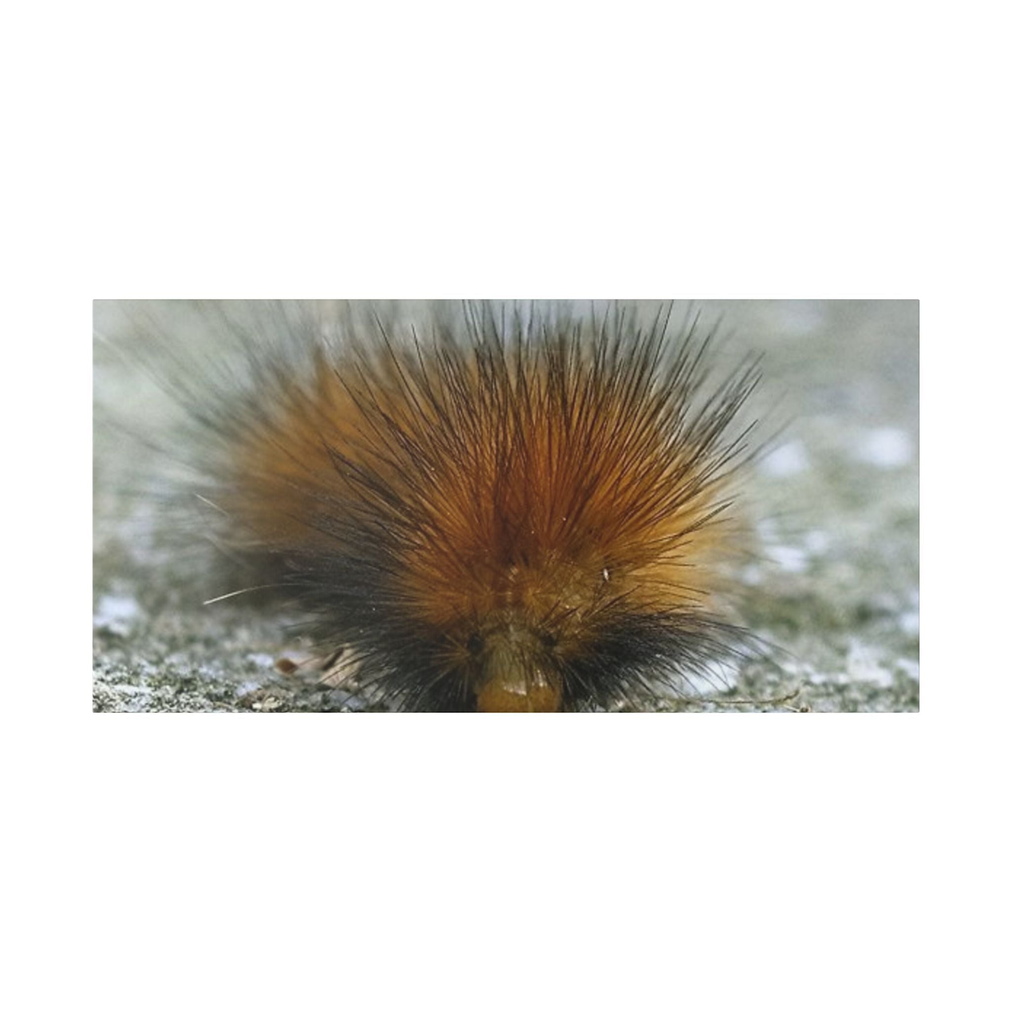 Classic Stretched Canvas - Platypillar