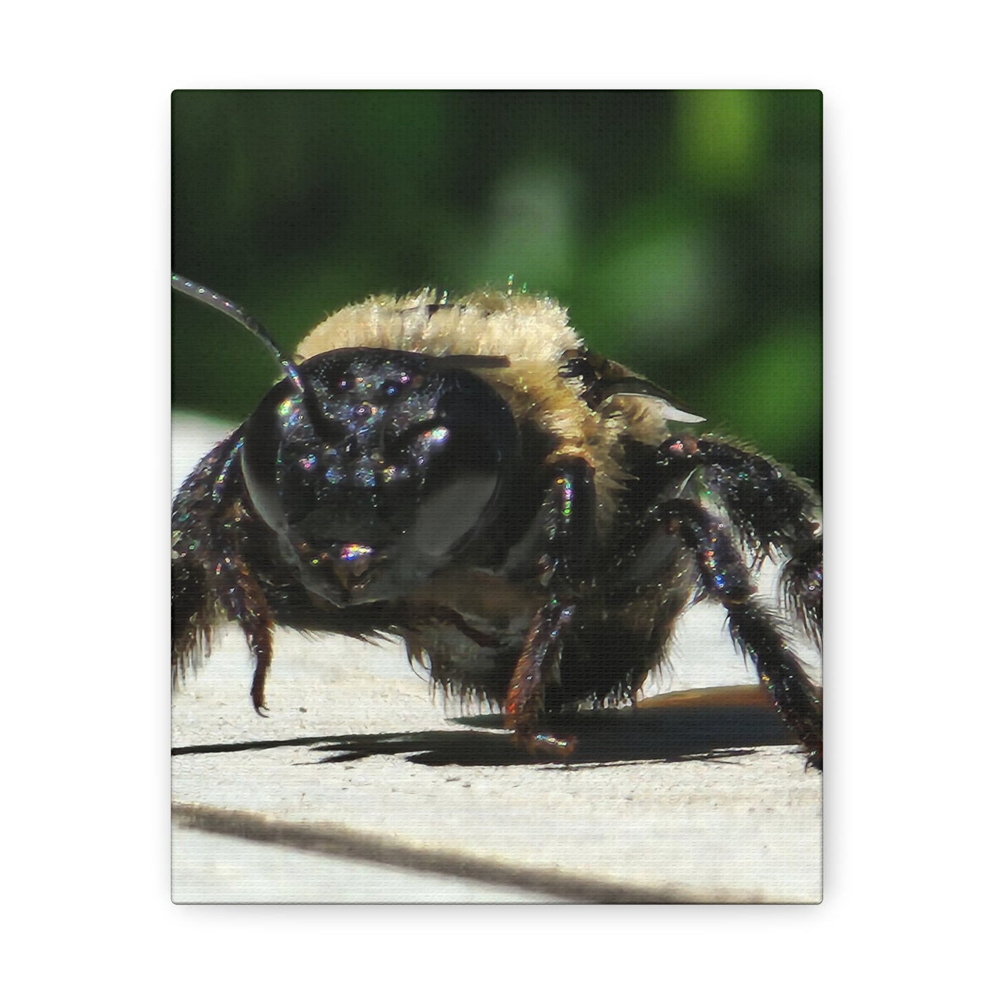 Canvas Gallery Wraps - Bee