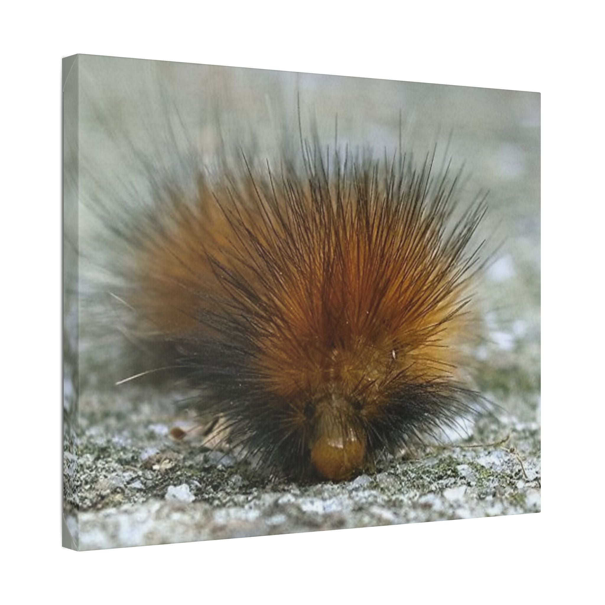 Classic Stretched Canvas - Platypillar