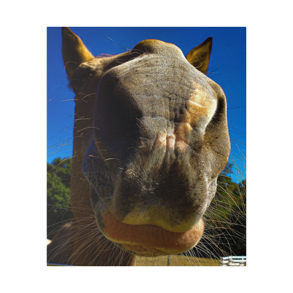 Classic Stretched Canvas - Its A Horse Of Course