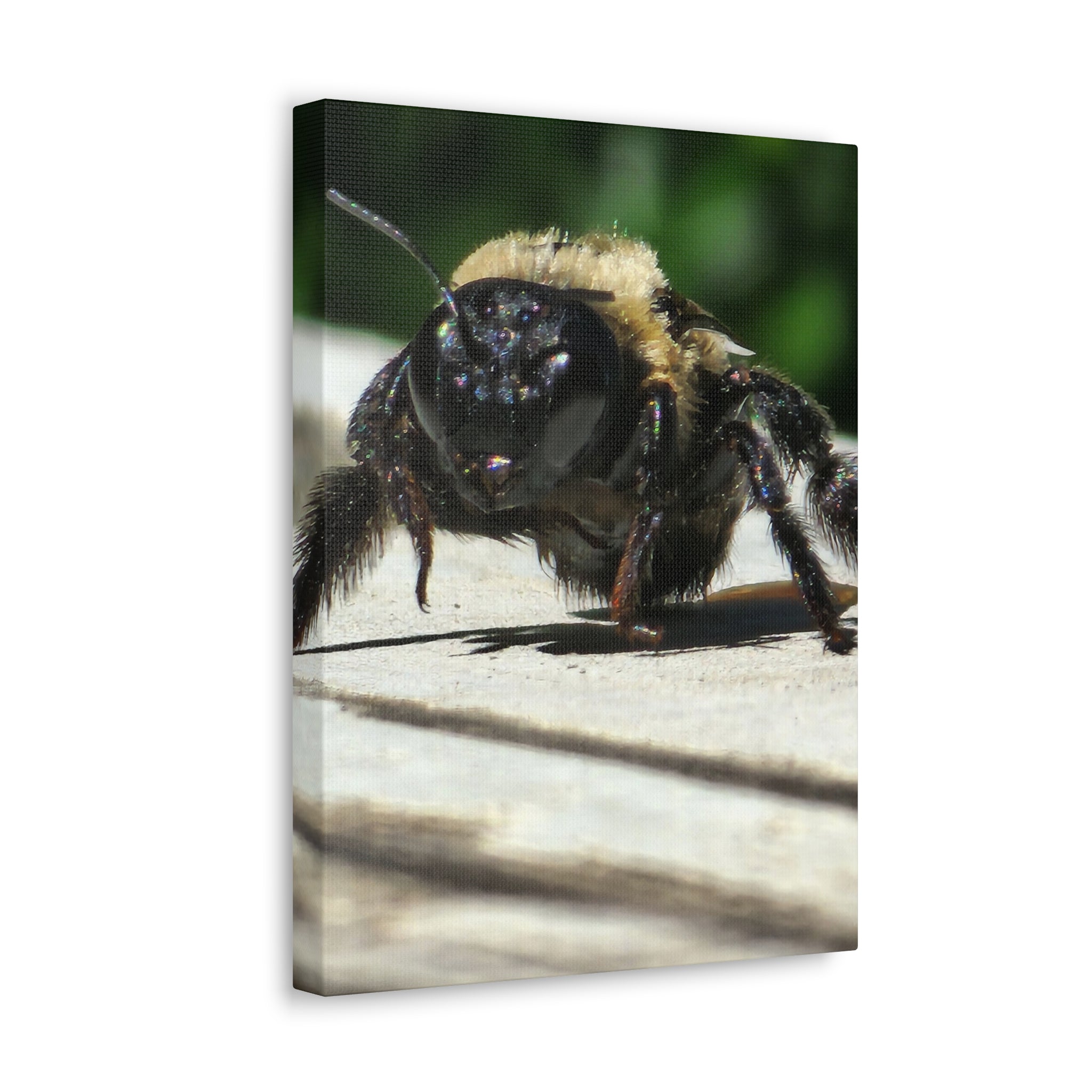 Canvas Gallery Wraps - Bee