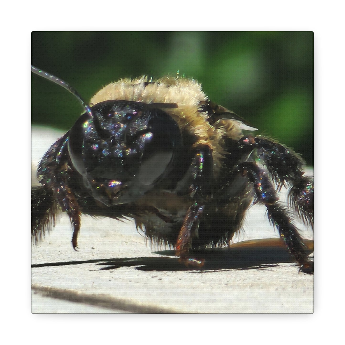 Canvas Gallery Wraps - Bee