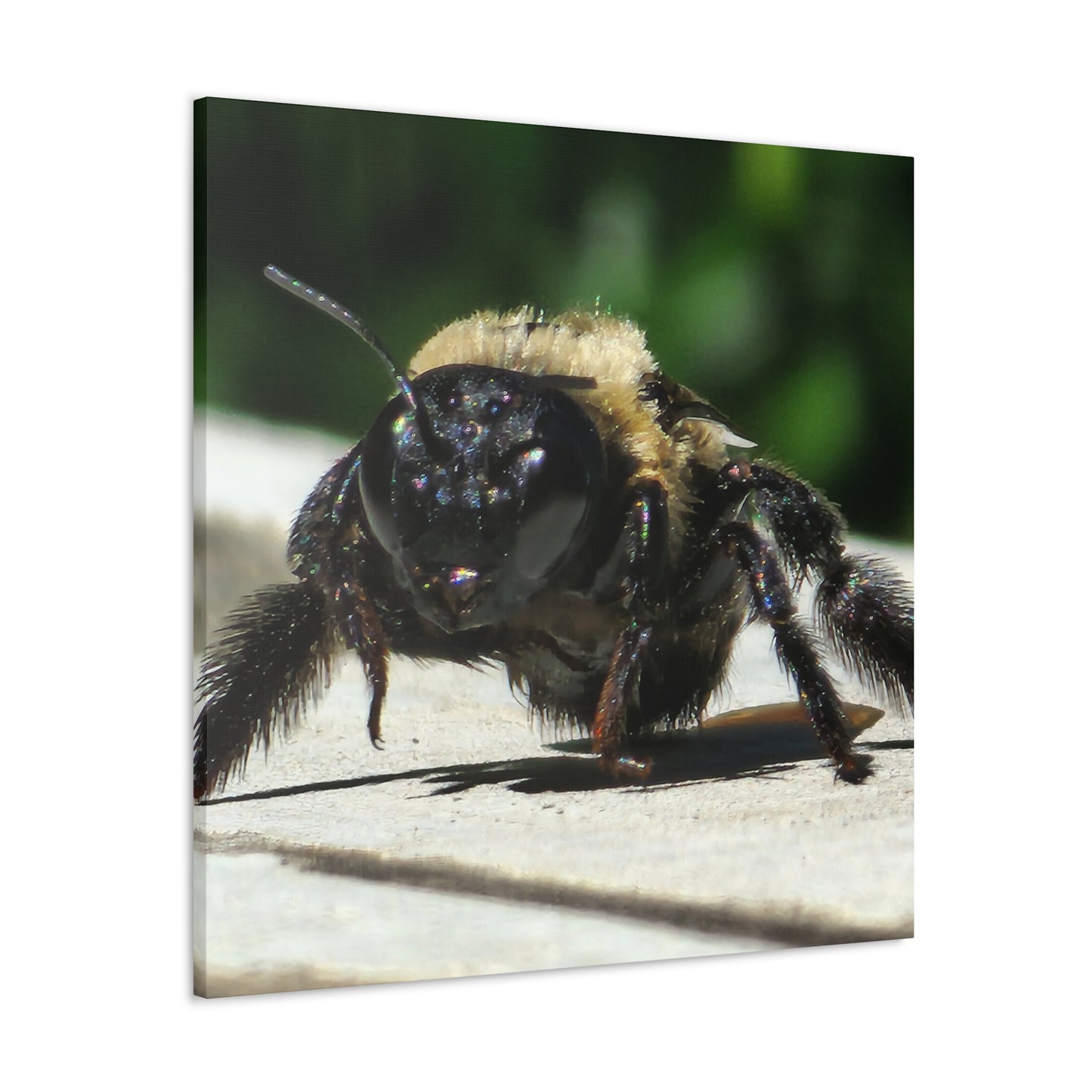 Canvas Gallery Wraps - Bee