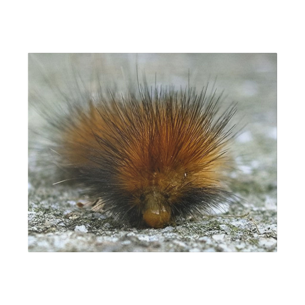 Classic Stretched Canvas - Platypillar