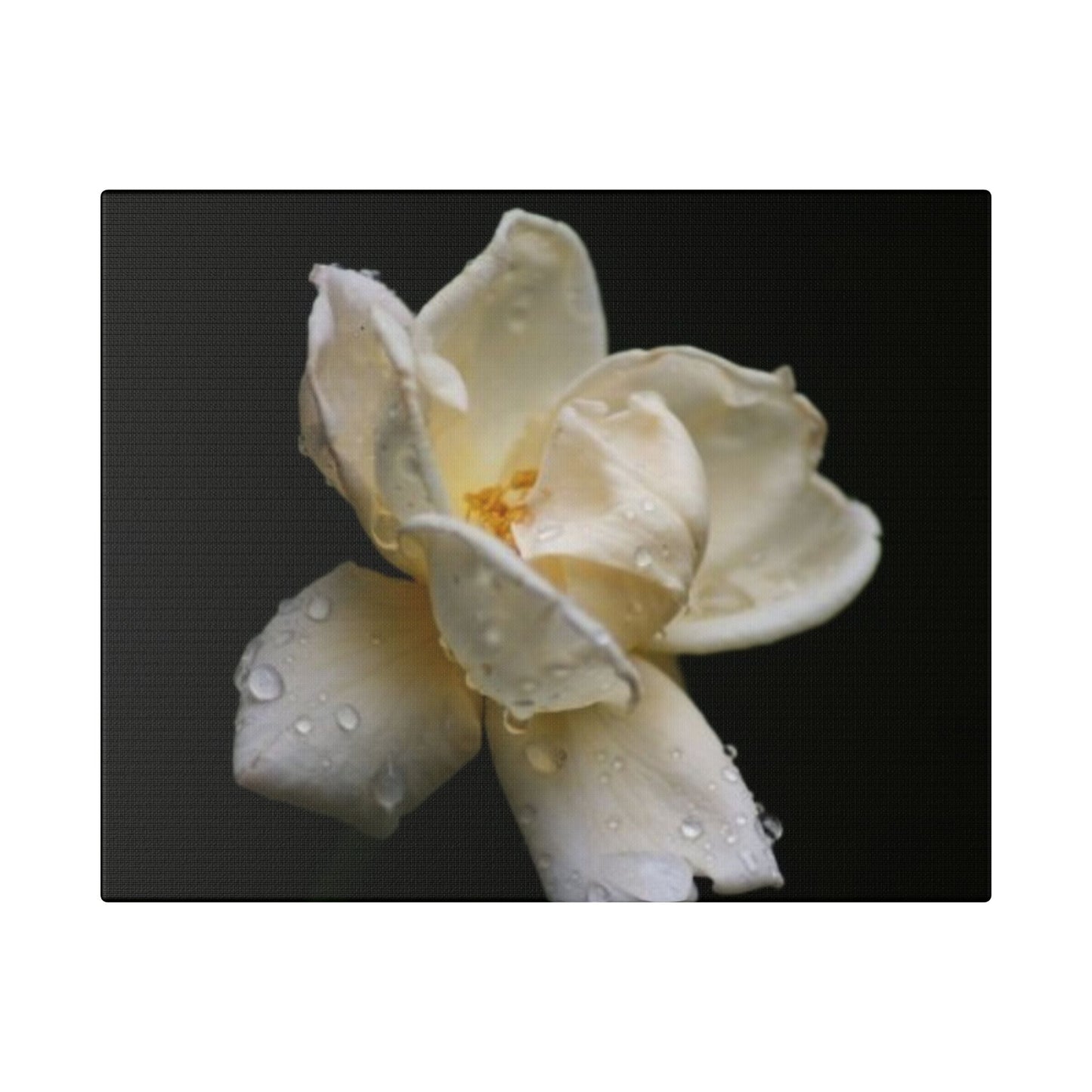 Classic Stretched Canvas - Gardenia