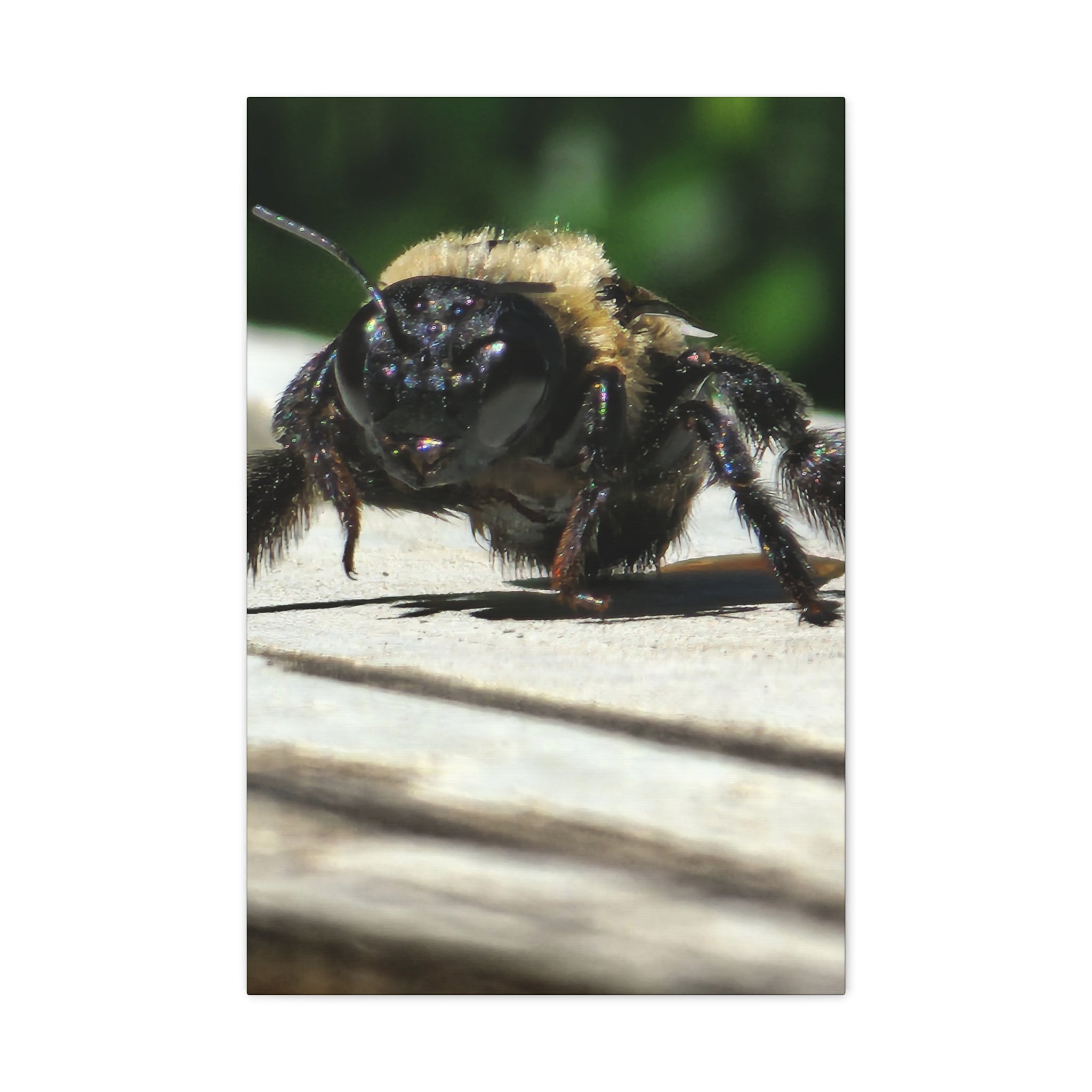 Canvas Gallery Wraps - Bee