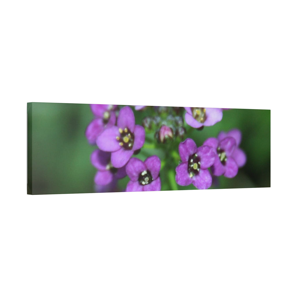 Classic Stretched Canvas