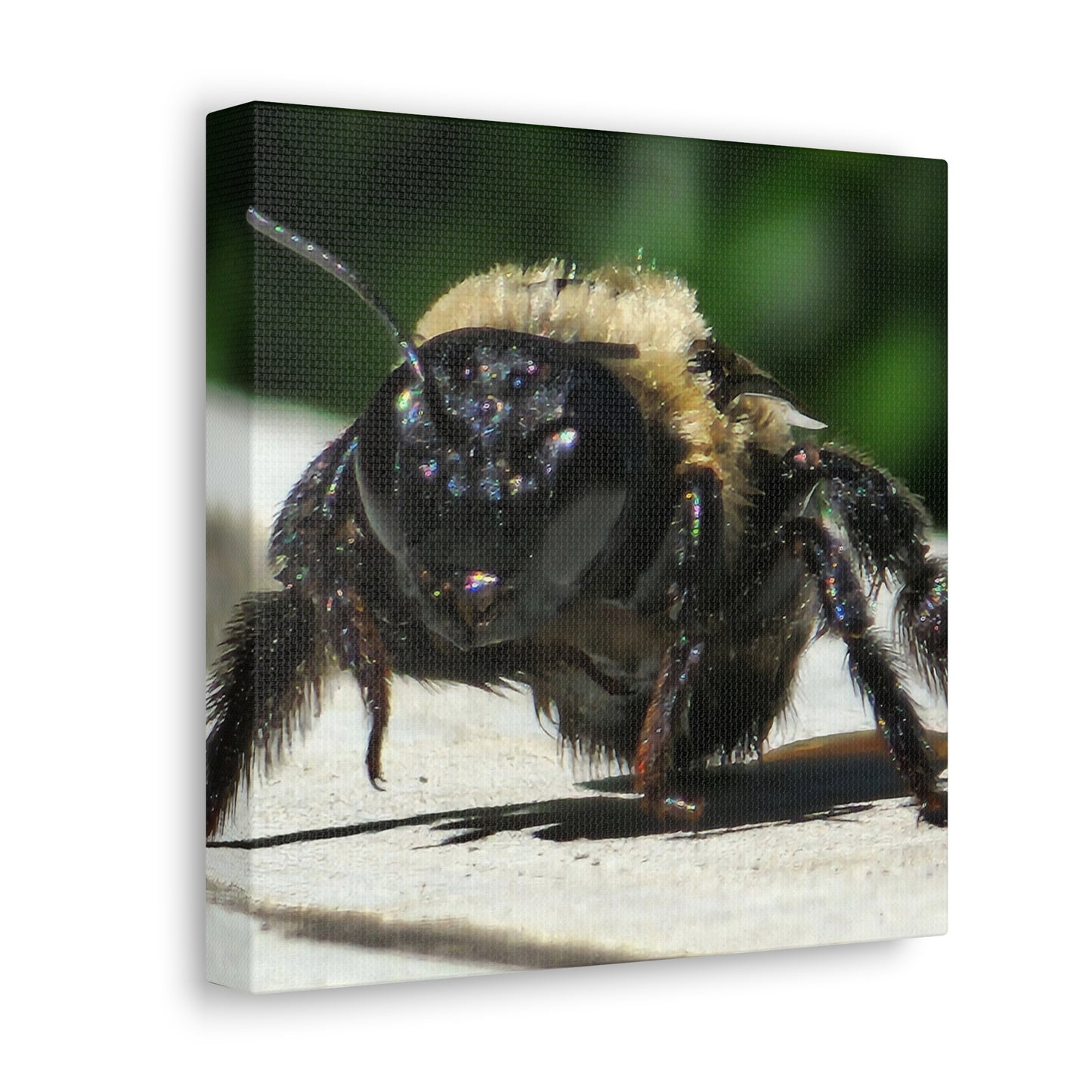 Canvas Gallery Wraps - Bee