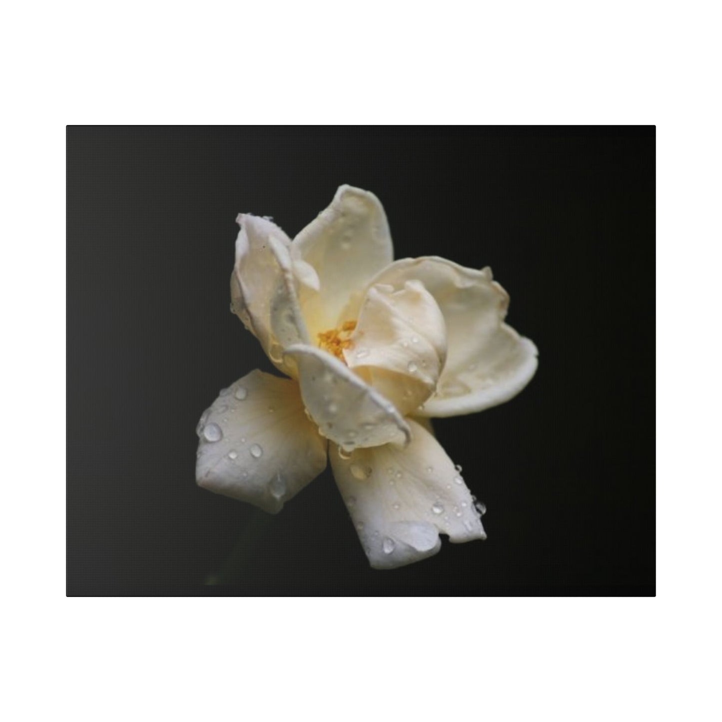 Classic Stretched Canvas - Gardenia