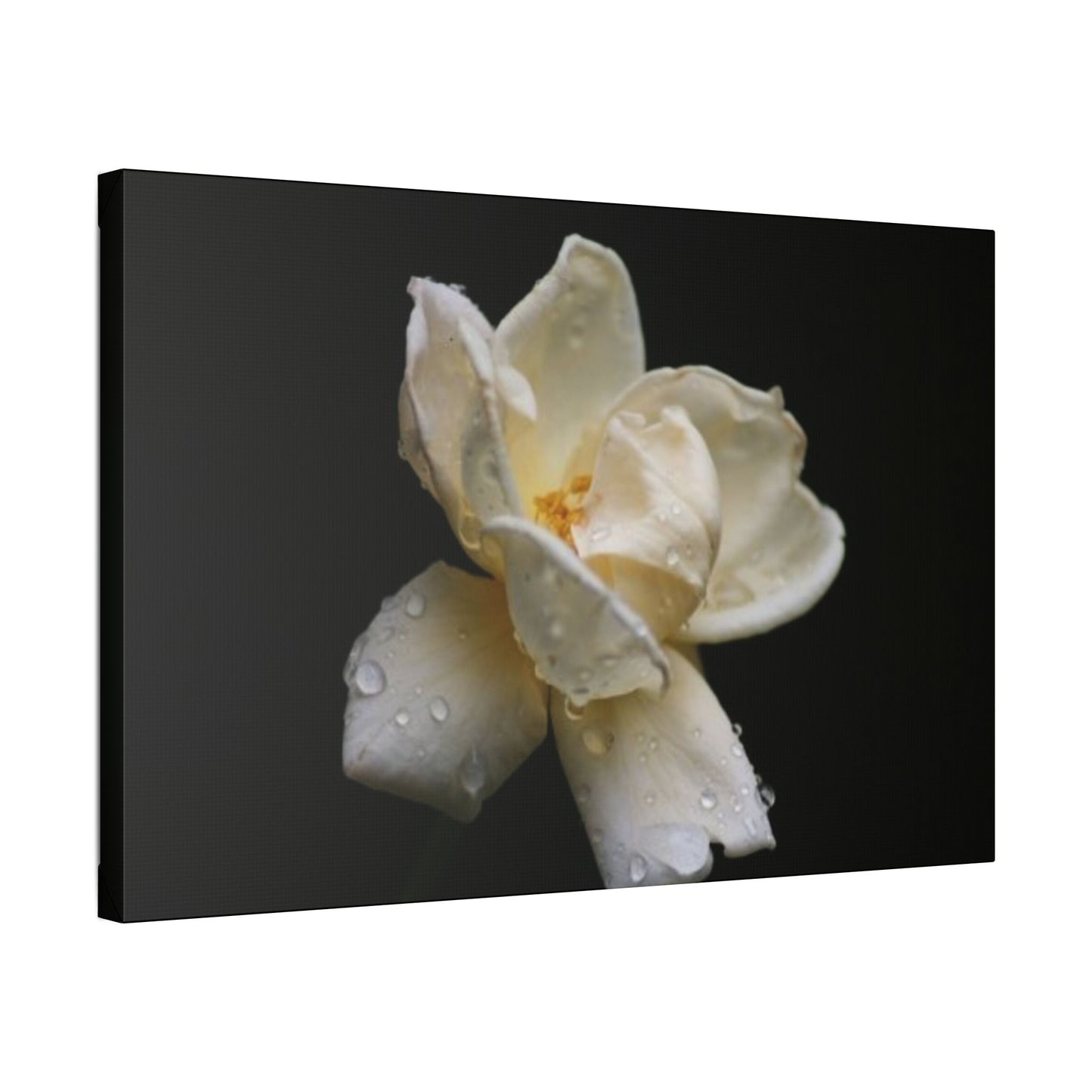 Classic Stretched Canvas - Gardenia