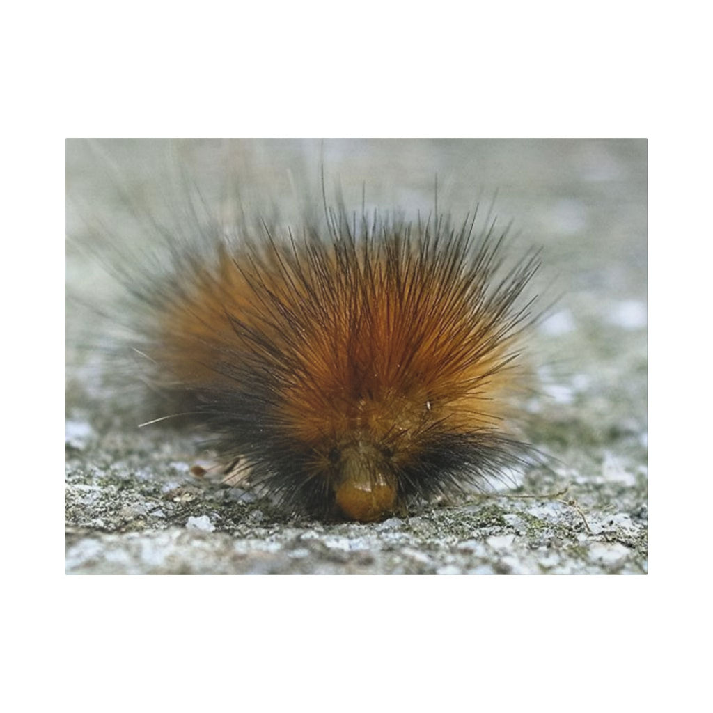 Classic Stretched Canvas - Platypillar