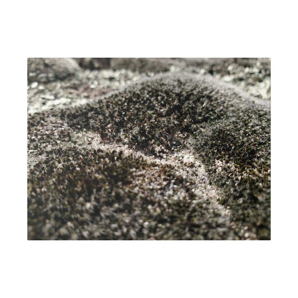 Classic Stretched Canvas - Moss