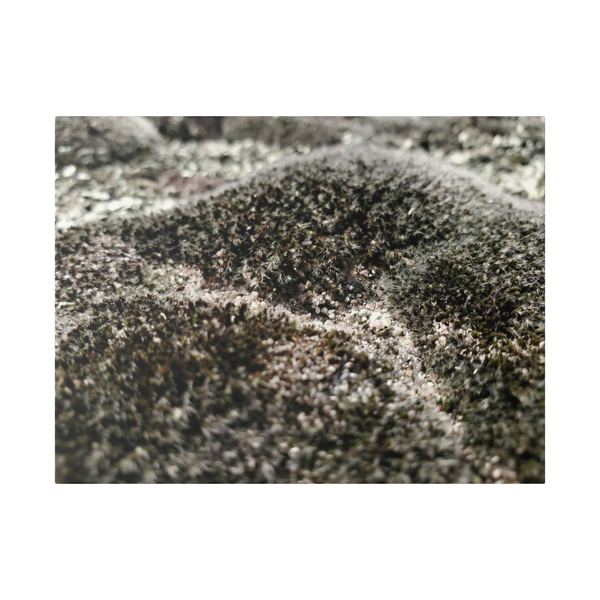 Classic Stretched Canvas - Moss
