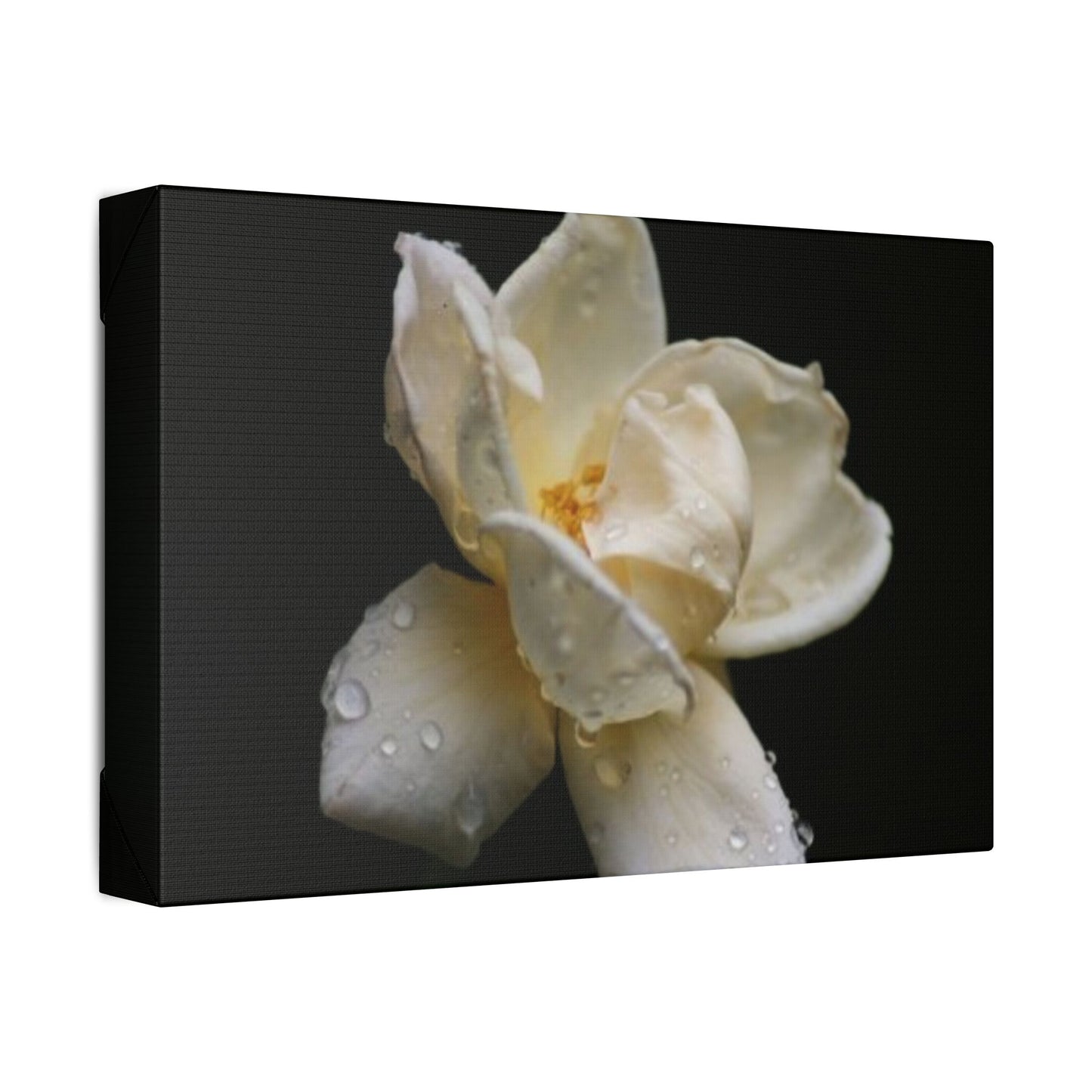 Classic Stretched Canvas - Gardenia