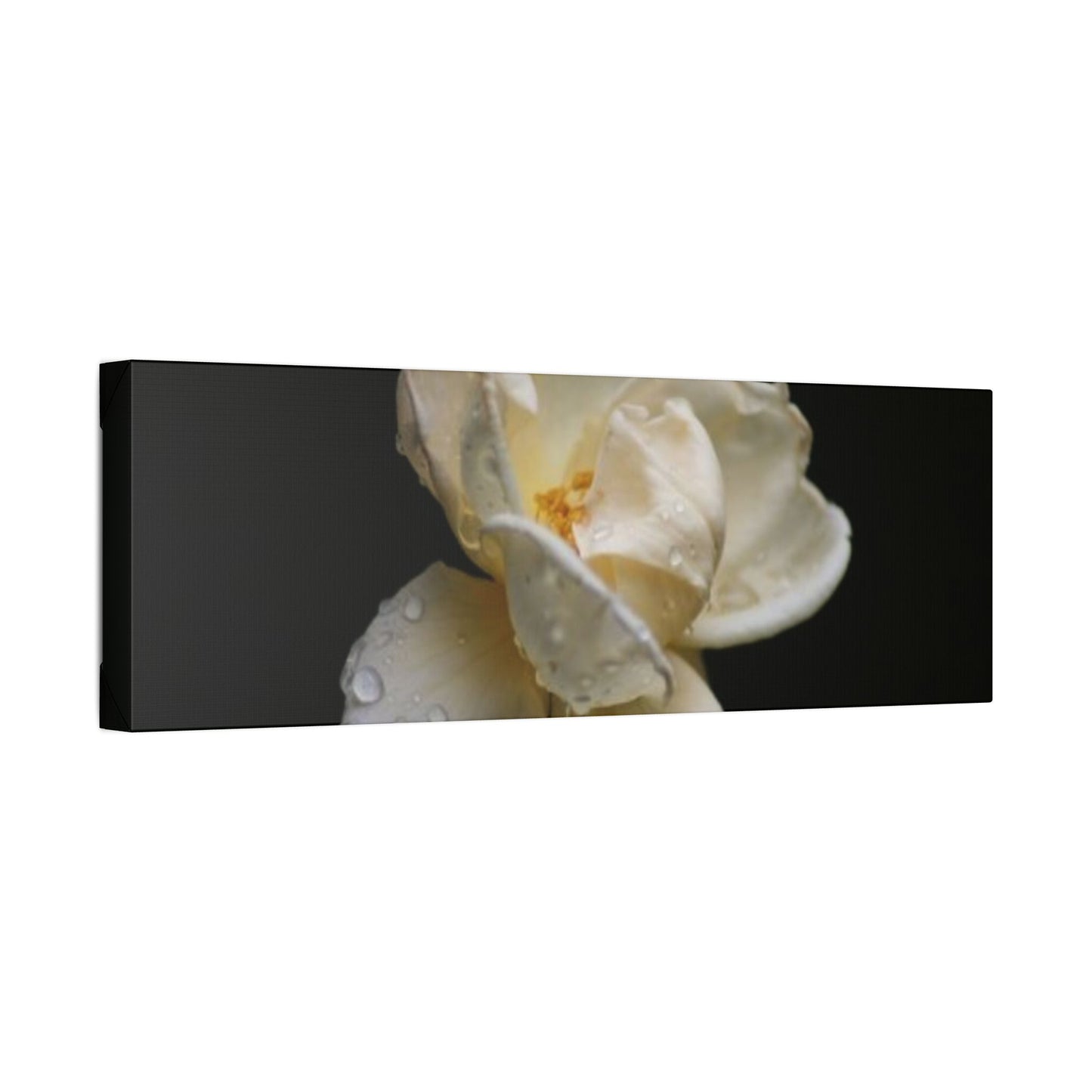 Classic Stretched Canvas - Gardenia