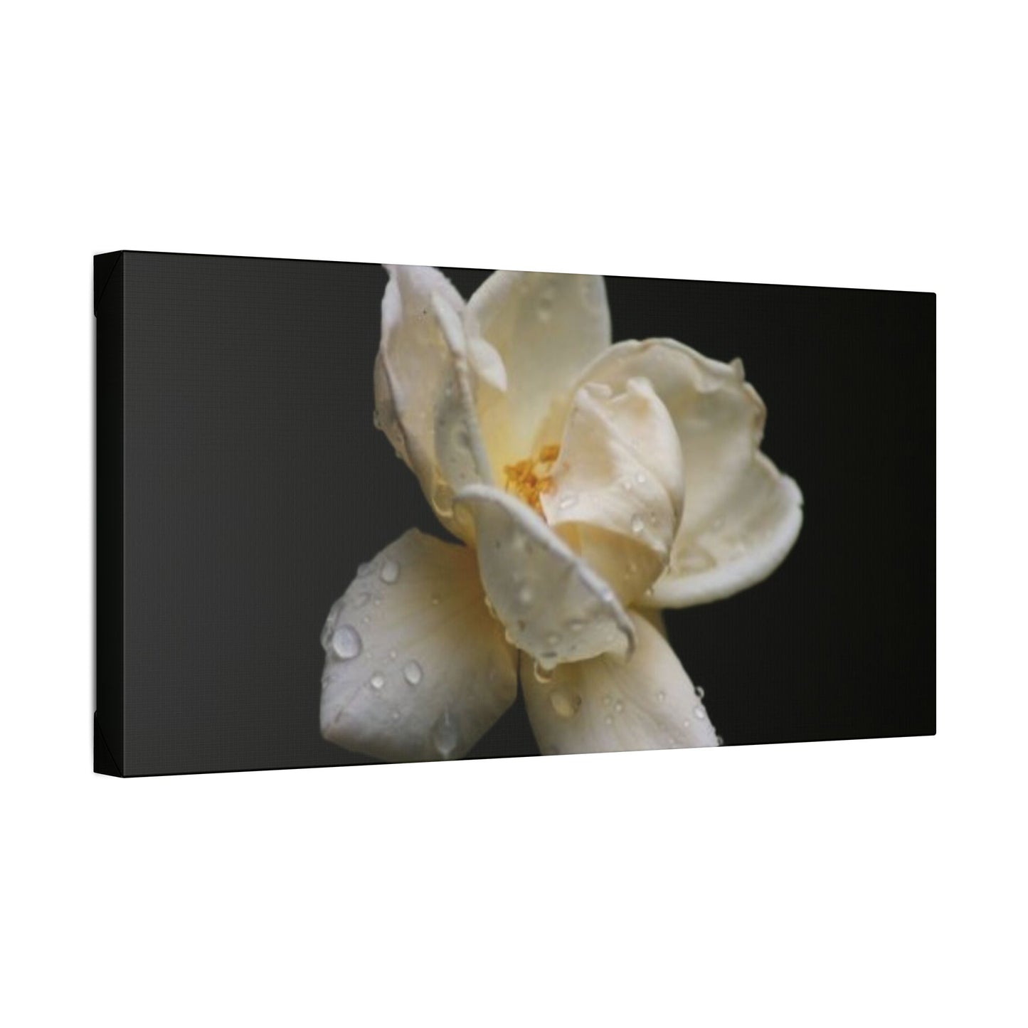 Classic Stretched Canvas - Gardenia