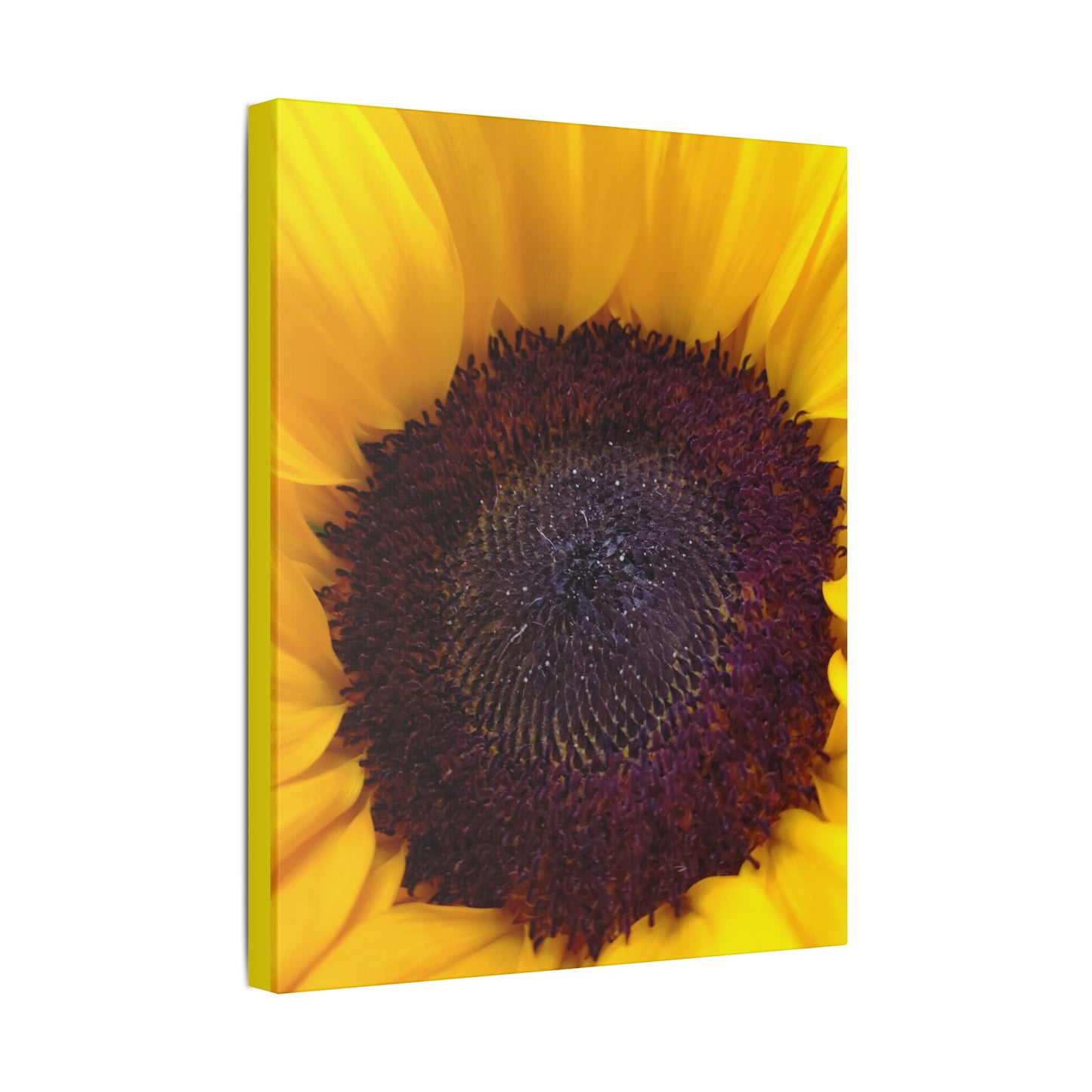 Classic Stretched Canvas - Sunflower