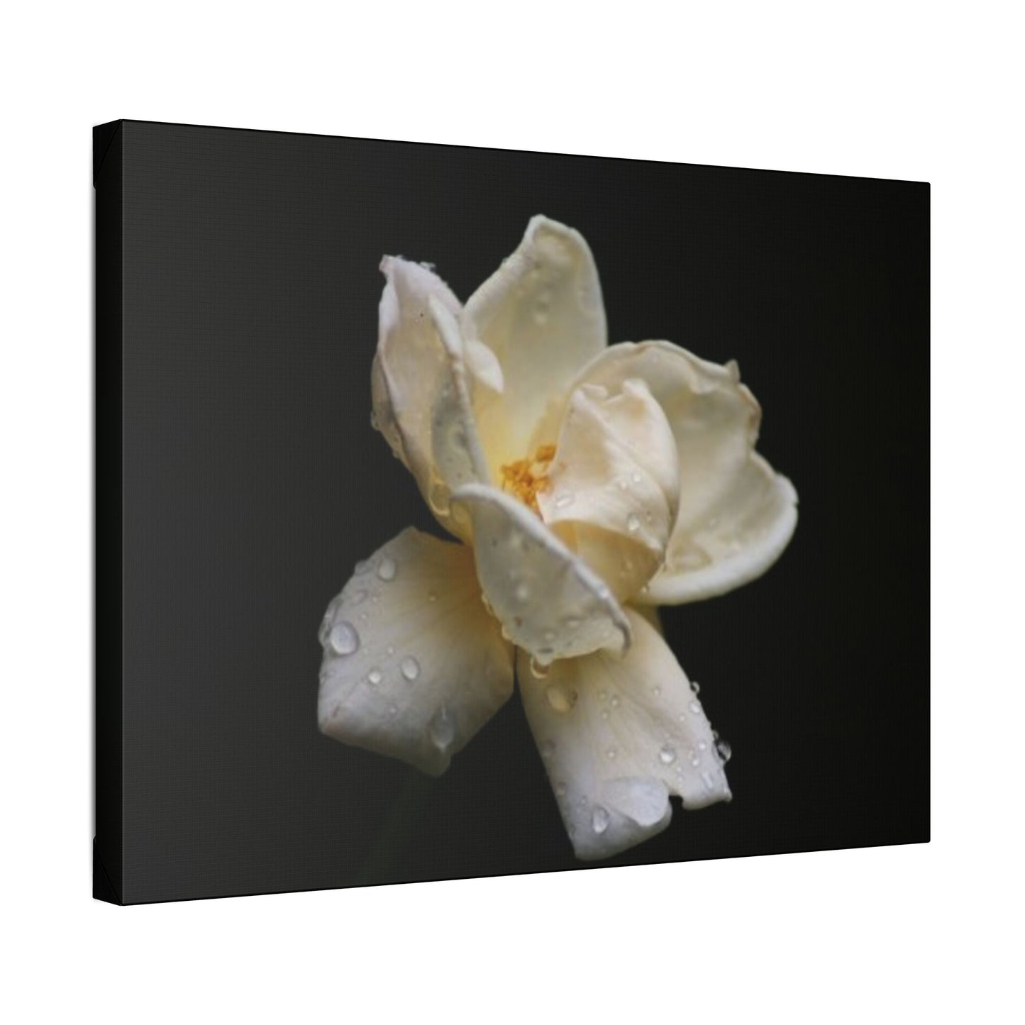 Classic Stretched Canvas - Gardenia