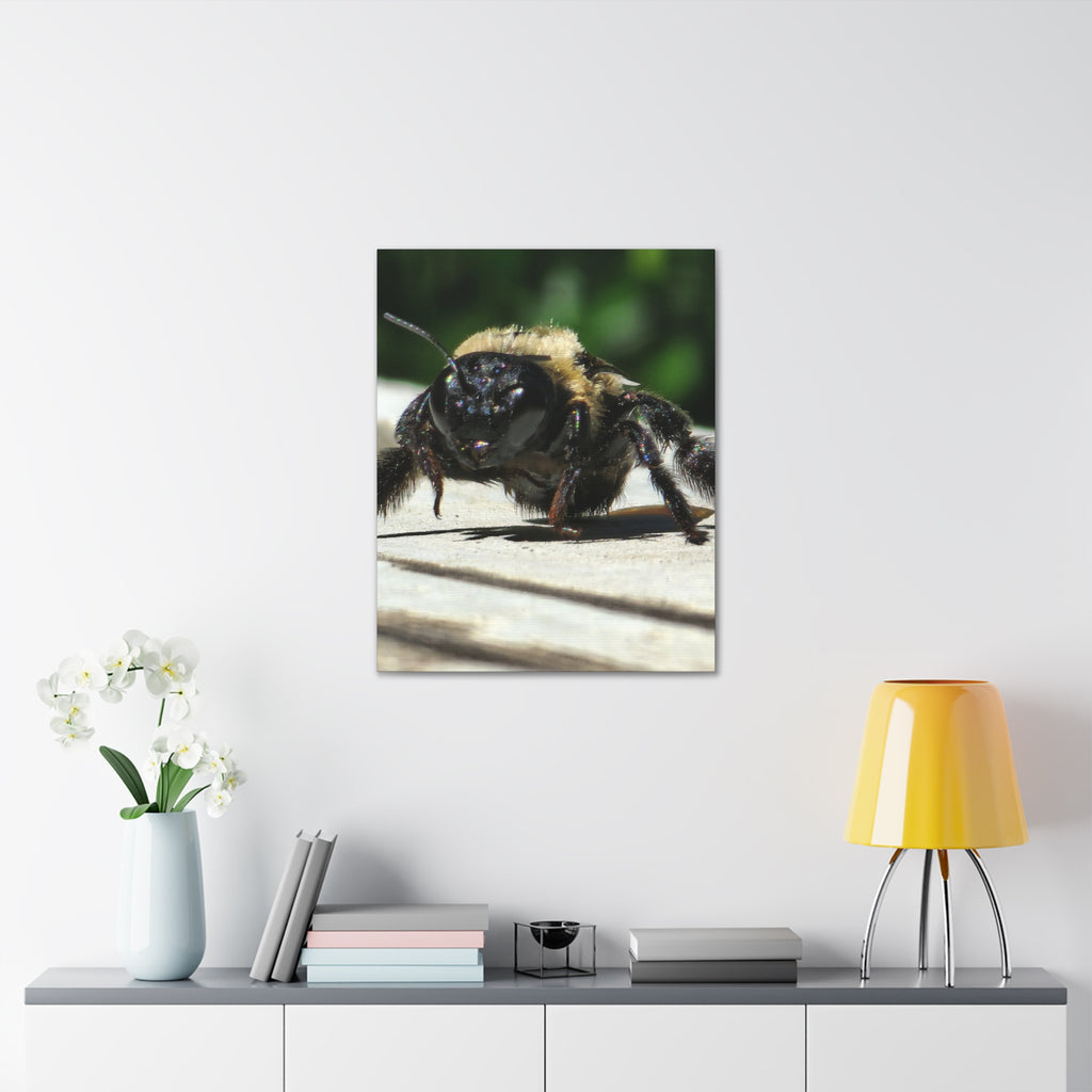 Canvas Gallery Wraps - Bee